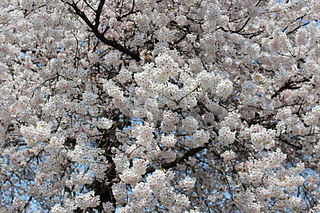 ひだまり工房　園庭の桜です（＾０＾）